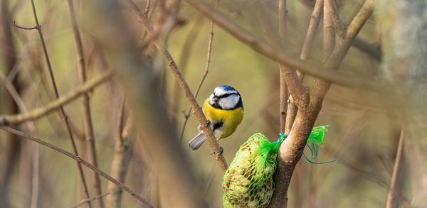 Close-up of bird perching on branch