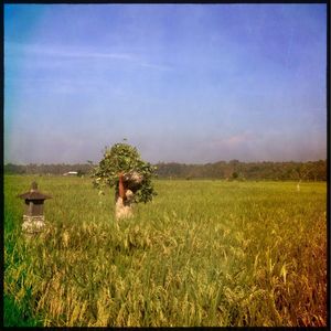 Scenic view of grassy field against sky