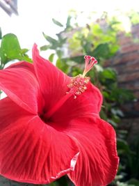 Close-up of red hibiscus