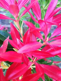 Close-up of pink flowers