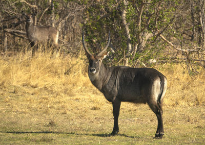 Deer standing in a forest