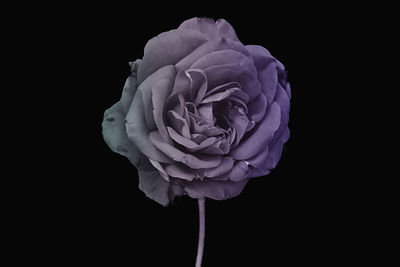 Close-up of rose against black background