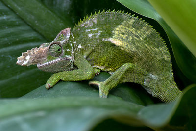 Close-up of lizard on leaf