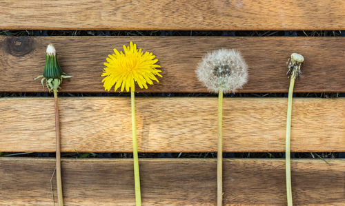 Close-up of yellow flowering plants on wood