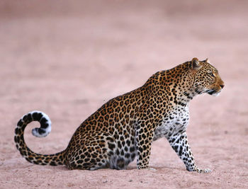 View of a cat looking away