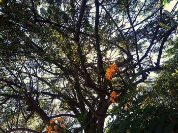 Low angle view of trees in forest during autumn