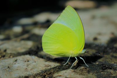 Close-up of butterfly