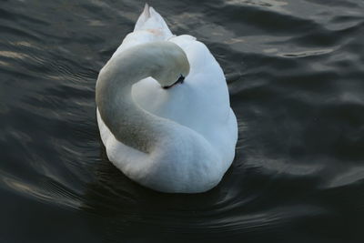 Close-up of swan swimming in lake