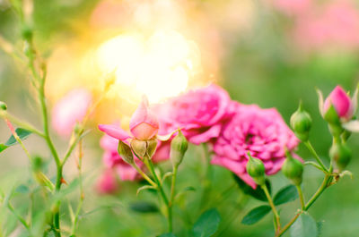 Close-up of pink flowering plants