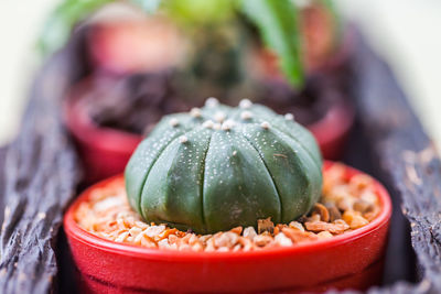 Close-up of fruits in bowl