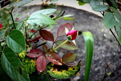 Close-up of pink flowering plant