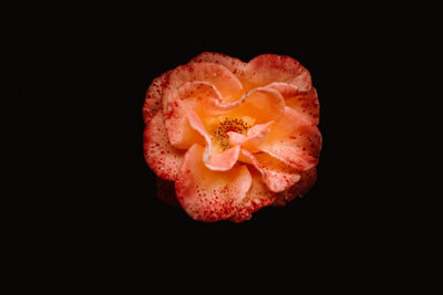 Close-up of red rose against black background