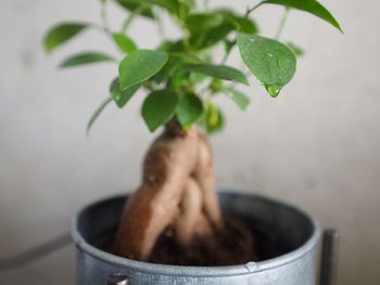 Close-up of potted plant in pot
