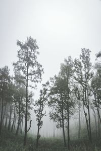 Trees in forest against sky