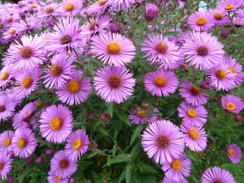 High angle view of purple flowering plants