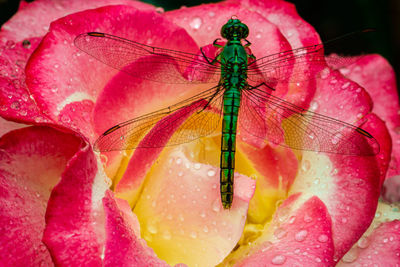 Close-up of insect on pink flowering plant