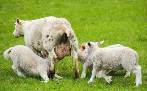 Sheep feeding lambs on grassy field