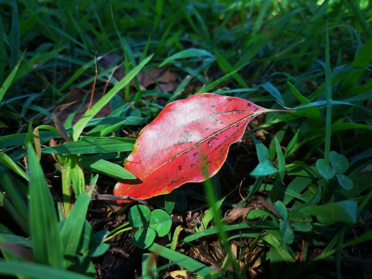 HIGH ANGLE VIEW OF RED LEAF ON GRASS