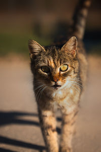 Close-up portrait of a cat