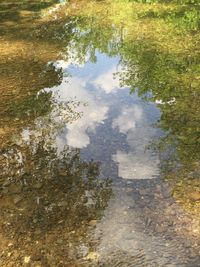 Reflection of trees in water