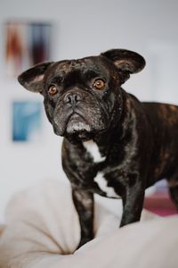 Close-up of dog looking away at home