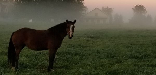 Horse standing in field