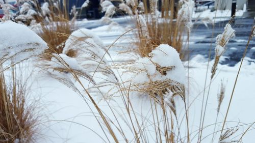 Plant on snow covered field