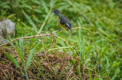 Close-up of bird perching on grass