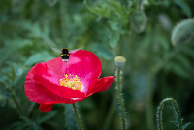 Close-up of insect on red flower