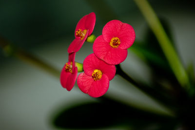 Close-up of red flowering plant