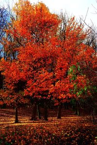 Scenic view of autumn trees against sky