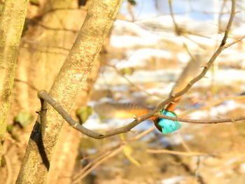 Close-up of lizard on leaf