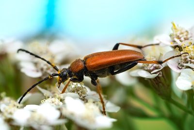 Close-up of insect on flower