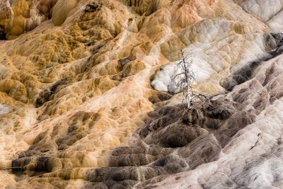 Remnants of a dried out tree that still stands at  at mammoth hot springs,