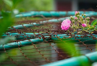 Close-up of pink lotus water lily