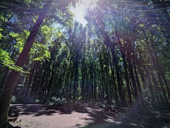 Sunlight streaming through trees in forest