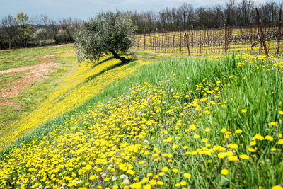 Fresh yellow flowers in field