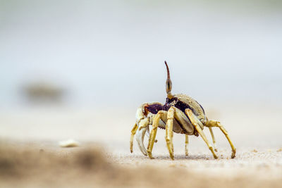 Close-up of crab on beach