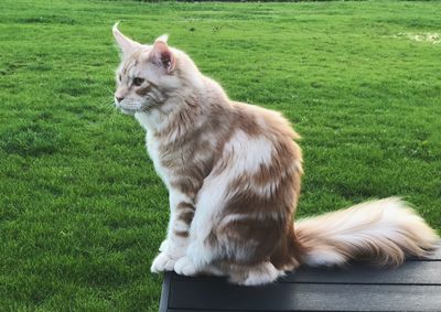 Cat sitting on grass