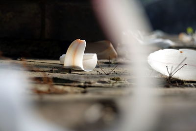 Close-up of dentures on table