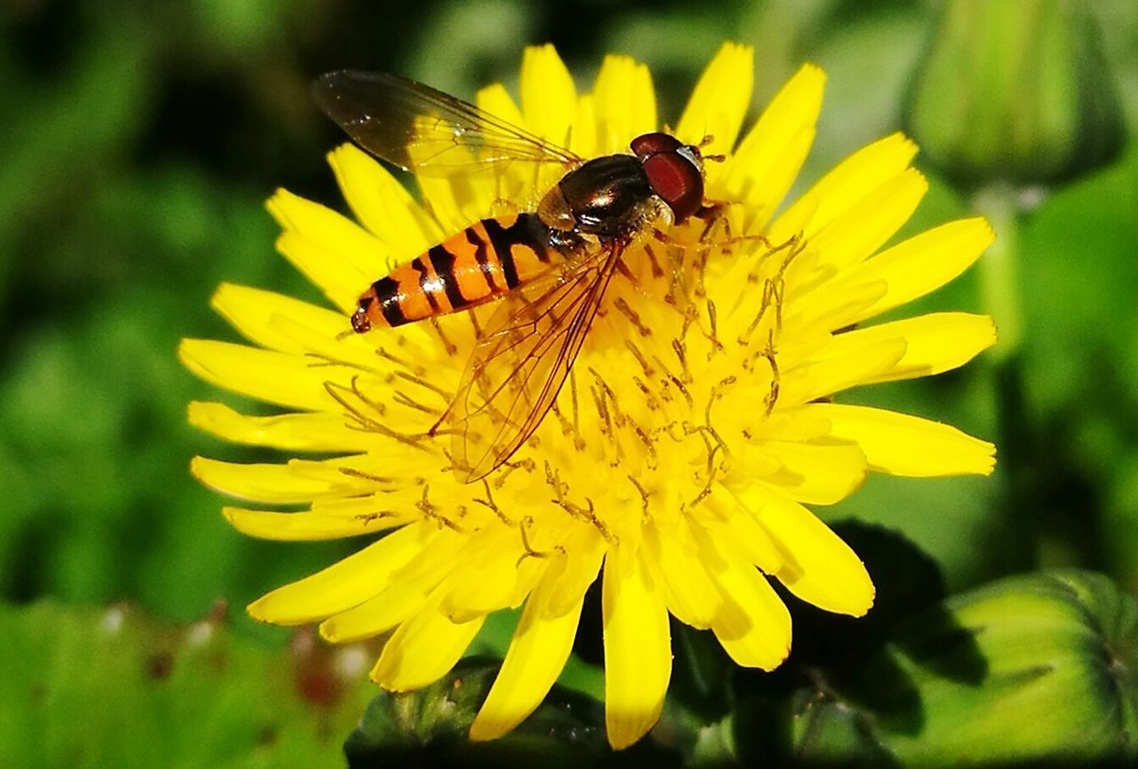 CLOSE-UP OF INSECT POLLINATING YELLOW FLOWER