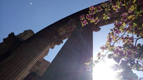 Low angle view of trees against clear sky