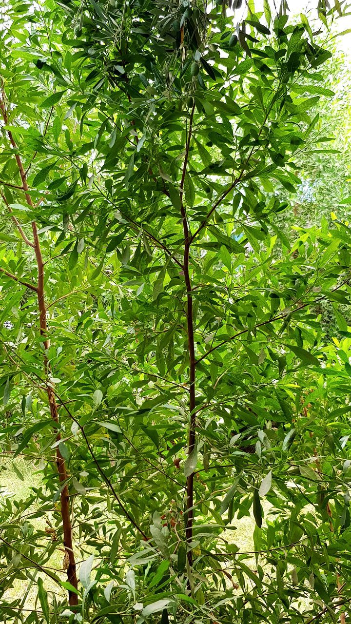 plant, green color, growth, tree, leaf, plant part, branch, foliage, lush foliage, nature, day, no people, outdoors, beauty in nature, low angle view, backgrounds, full frame, food and drink, forest, tranquility