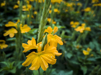 Close-up of yellow flowering plant on field