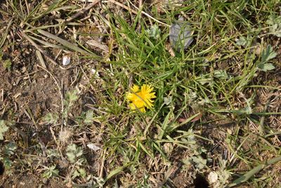 Close-up of yellow flower blooming in field