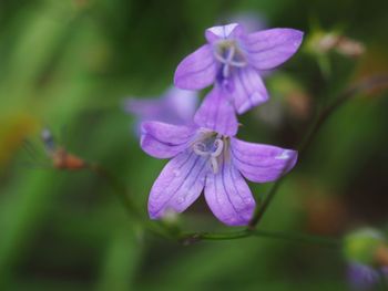 Close-up of purple flowering plant