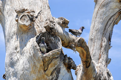 Low angle view of pigeons perching on tree