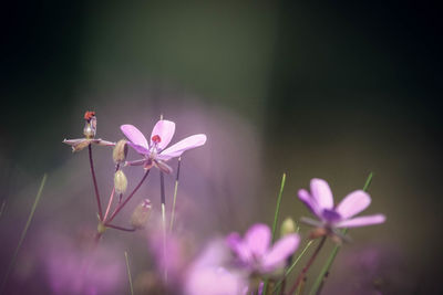 Close-up of pink flowering plant