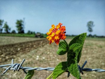 Close-up of flower growing on field against clear sky
