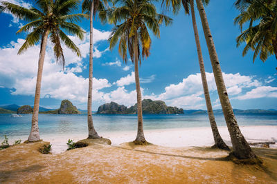 Palm trees on beach against sky